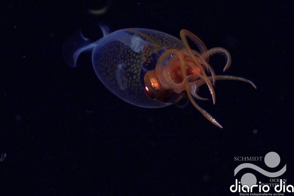 Primeras imágenes en vivo del calamar colosal, descrito hace 100 años