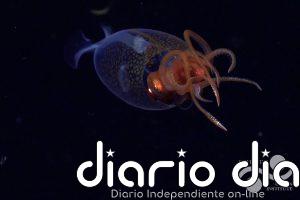 Primeras imágenes en vivo del calamar colosal, descrito hace 100 años