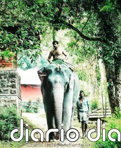 El “conflicto” entre humanos y elefantes en el estado indio de Kerala