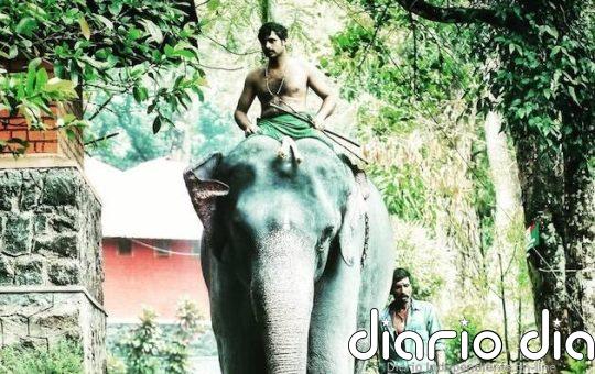 El “conflicto” entre humanos y elefantes en el estado indio de Kerala