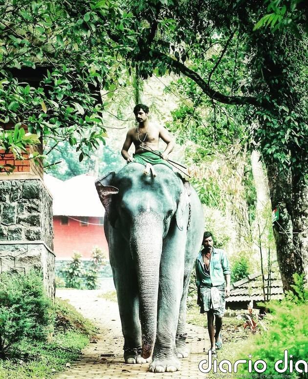 El “conflicto” entre humanos y elefantes en el estado indio de Kerala