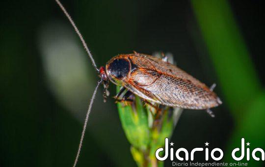 La cucaracha inspira innovaciones energéticas e industriales en Brasil