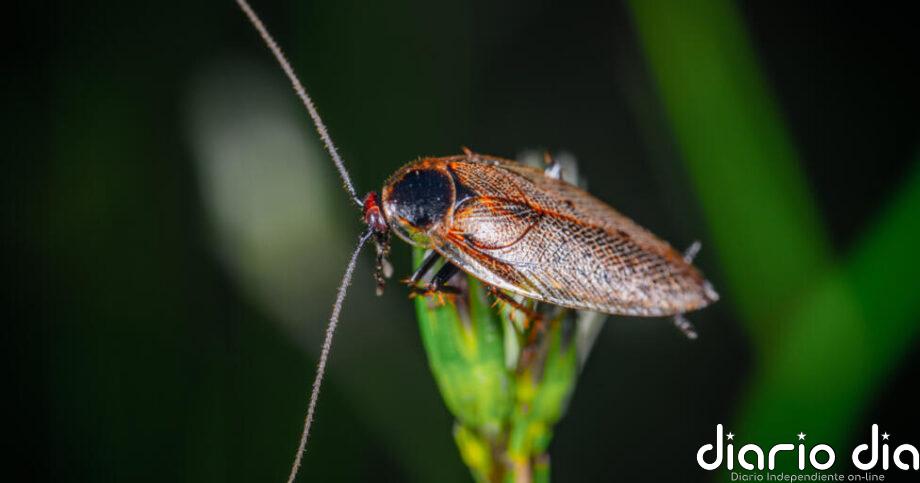 La cucaracha inspira innovaciones energéticas e industriales en Brasil
