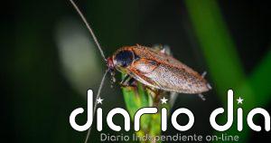 La cucaracha inspira innovaciones energéticas e industriales en Brasil