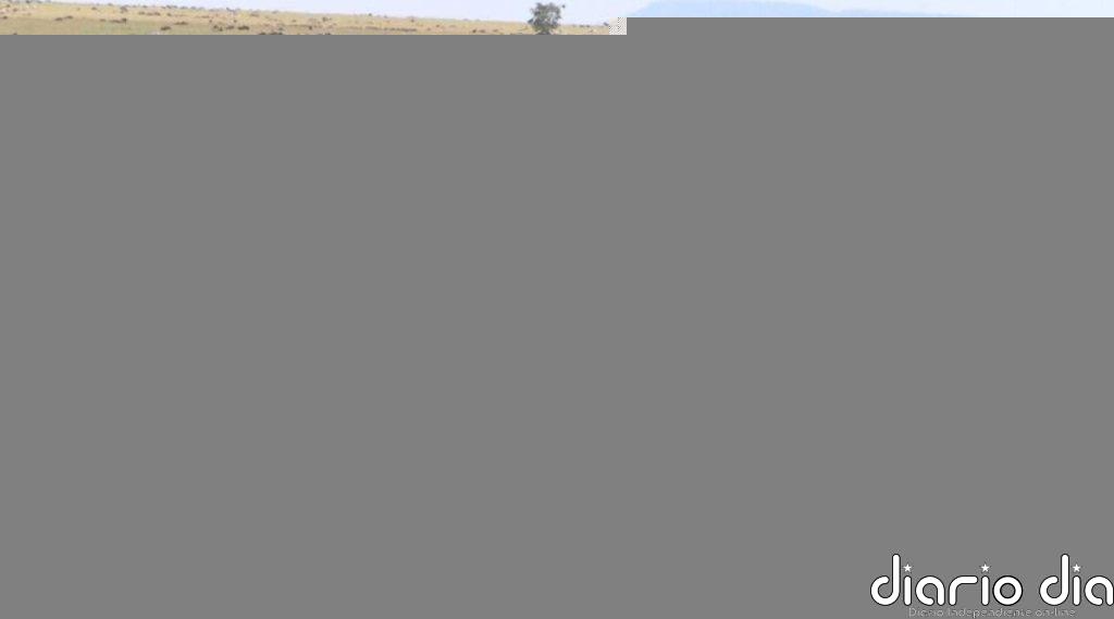 La IA revela que el número de ñus está enormemente sobreestimado