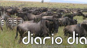 La IA revela que el número de ñus está enormemente sobreestimado