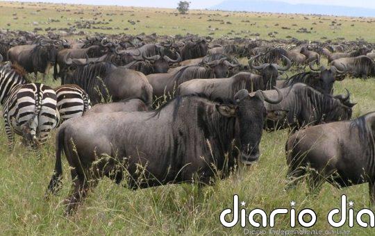 La IA revela que el número de ñus está enormemente sobreestimado