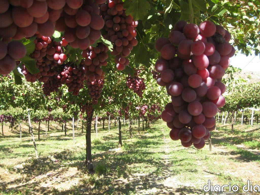La UE hará permanente la relajación de aranceles a la uva y otros productos agrícolas importados de Moldavia