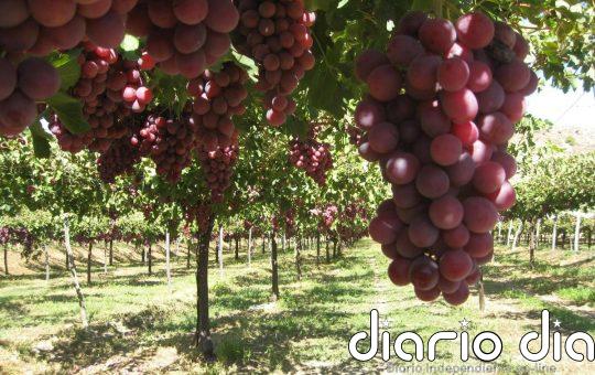 La UE hará permanente la relajación de aranceles a la uva y otros productos agrícolas importados de Moldavia