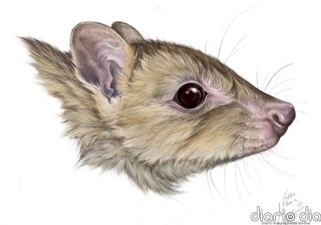 Nuevo marsupial descubierto en museos puede haberse ya extinguido