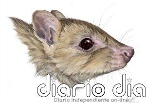 Nuevo marsupial descubierto en museos puede haberse ya extinguido