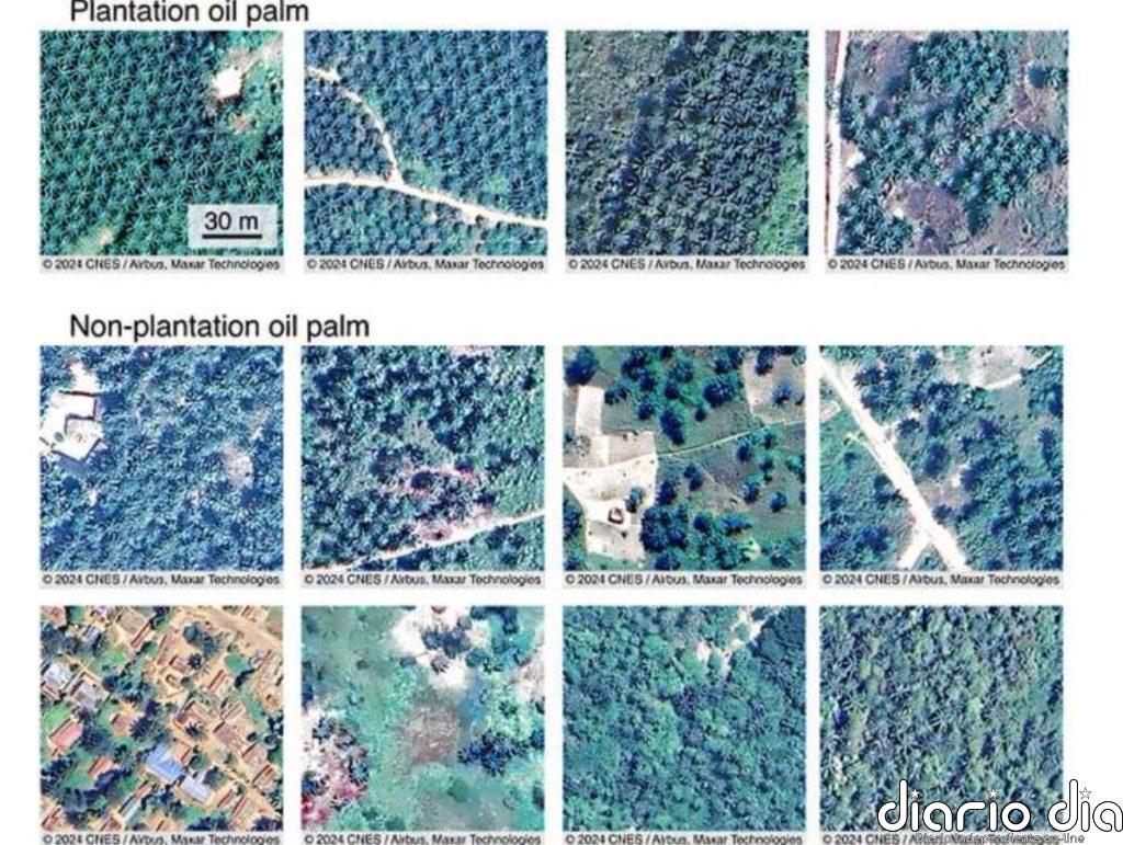 Satélites revelan una fuente de alimento 'invisible' en África