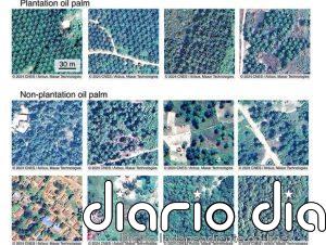Satélites revelan una fuente de alimento 'invisible' en África