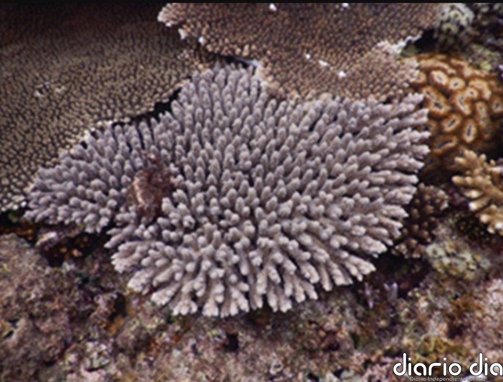 Un mecanismo hasta ahora desconocido permite 'ver' a los corales