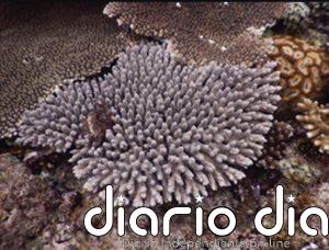 Un mecanismo hasta ahora desconocido permite 'ver' a los corales