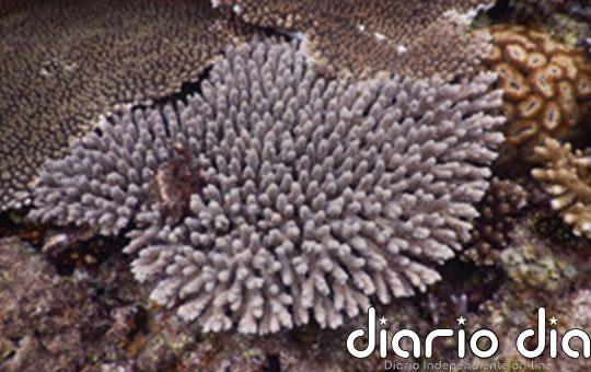 Un mecanismo hasta ahora desconocido permite 'ver' a los corales