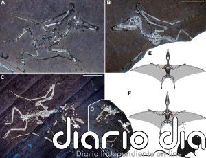 Ya se sabe cómo murieron dos crías de pterosaurio con las alas rotas