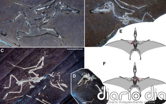 Ya se sabe cómo murieron dos crías de pterosaurio con las alas rotas