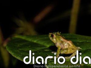 Investigadores describen una nueva especie de rana en los bosques de los Andes orientales de Ecuador