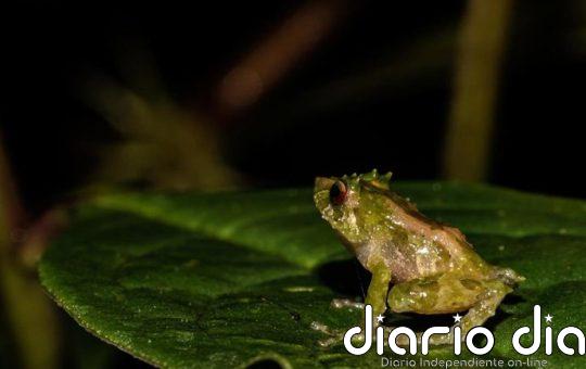Investigadores describen una nueva especie de rana en los bosques de los Andes orientales de Ecuador