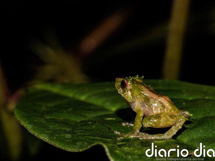 Investigadores describen una nueva especie de rana en los bosques de los Andes orientales de Ecuador