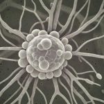 Logran ver por primera vez cómo se organizan las "microgotas" que regulan los genes y reparan el ADN