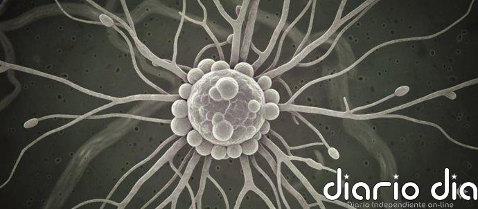 Logran ver por primera vez cómo se organizan las "microgotas" que regulan los genes y reparan el ADN