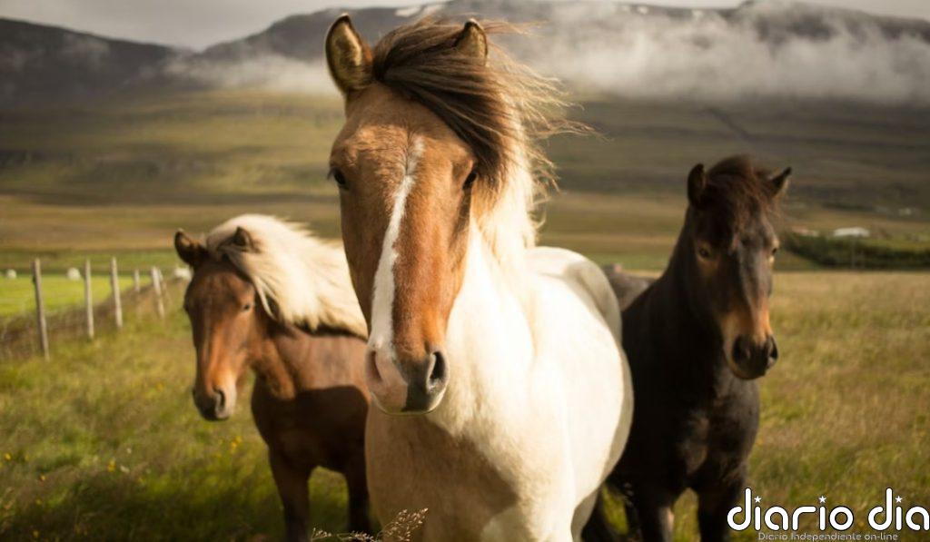 Los caballos estrenan año dando lecciones ambientales