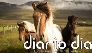 Los caballos estrenan año dando lecciones ambientales