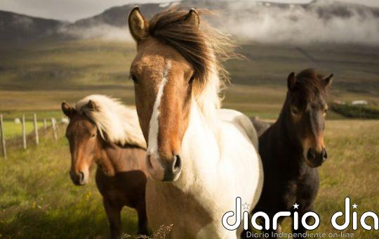 Los caballos estrenan año dando lecciones ambientales