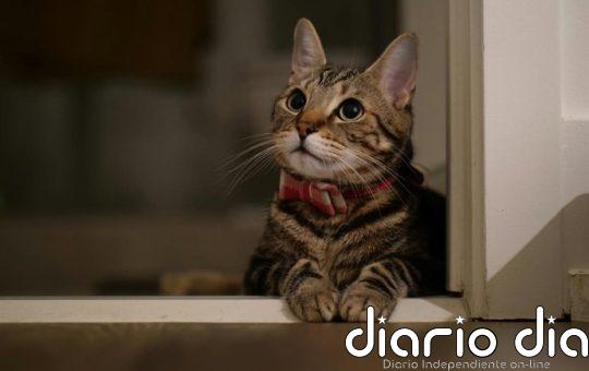 Para qué sirven los bigotes de los gatos y por qué se caen