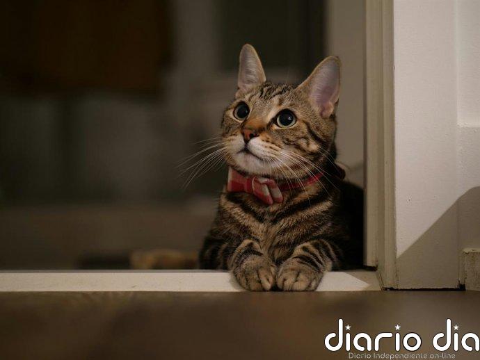 Para qué sirven los bigotes de los gatos y por qué se caen Para qué sirven los bigotes de los gatos y por qué se caen