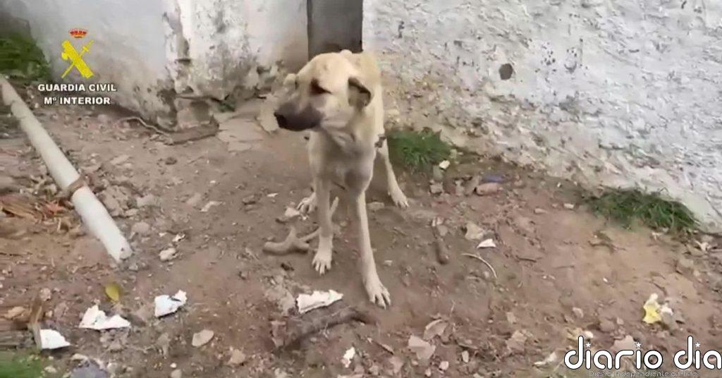18 investigados por maltrato animal en Cádiz