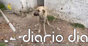 18 investigados por maltrato animal en Cádiz