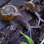 Alertan de que un proyecto de parque eólico en Costa da Morte afectará a una especie en peligro de extinción