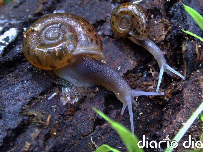Alertan de que un proyecto de parque eólico en Costa da Morte afectará a una especie en peligro de extinción