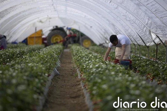 Andalucía flexibiliza las exigencias de la condicionalidad de la PAC, los ecorregímenes y las ayudas agroambientales