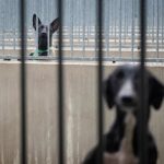 Animales Rioja censura "la falta de un protocolo 24 horas para la recogida de animales en la región"