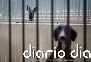 Animales Rioja censura "la falta de un protocolo 24 horas para la recogida de animales en la región"