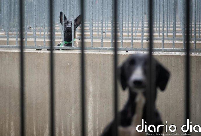 Animales Rioja censura "la falta de un protocolo 24 horas para la recogida de animales en la región"