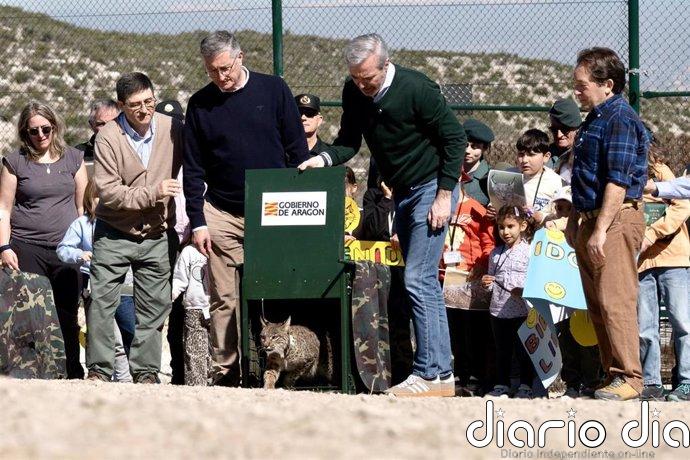 Aragón inicia la reintroducción del lince ibérico con la suelta de dos ejemplares en Torrecilla de Valmadrid