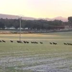 Asaja Alicante alerta de "graves daños" en cultivos por la presencia de fauna salvaje
