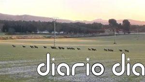 Asaja Alicante alerta de "graves daños" en cultivos por la presencia de fauna salvaje