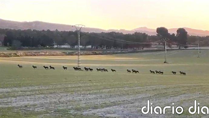 Asaja Alicante alerta de "graves daños" en cultivos por la presencia de fauna salvaje
