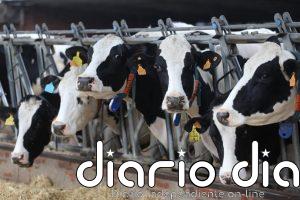 Asaja pide rapidez en las indemnizaciones a los afectados por la DNC bovina y crear un fondo para emergencias