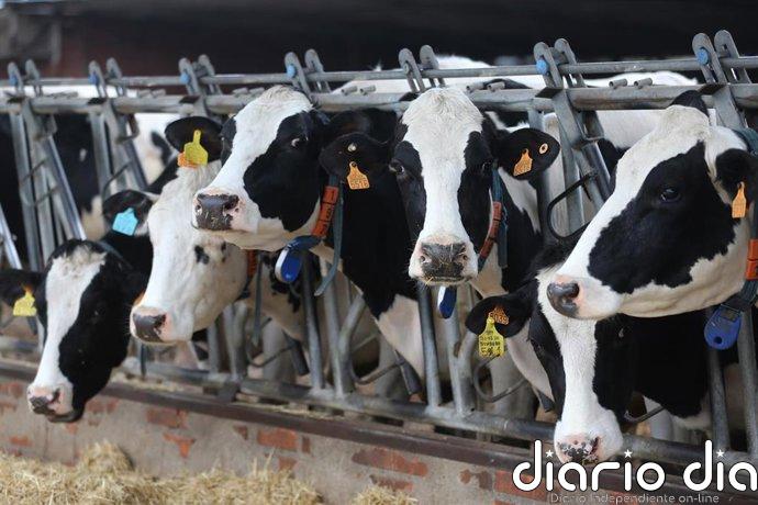 Asaja pide rapidez en las indemnizaciones a los afectados por la DNC bovina y crear un fondo para emergencias