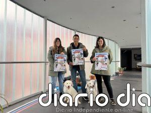 Astillero acoge este sábado el III Concurso Nacional Monográfico de Perro de Agua del Cantábrico