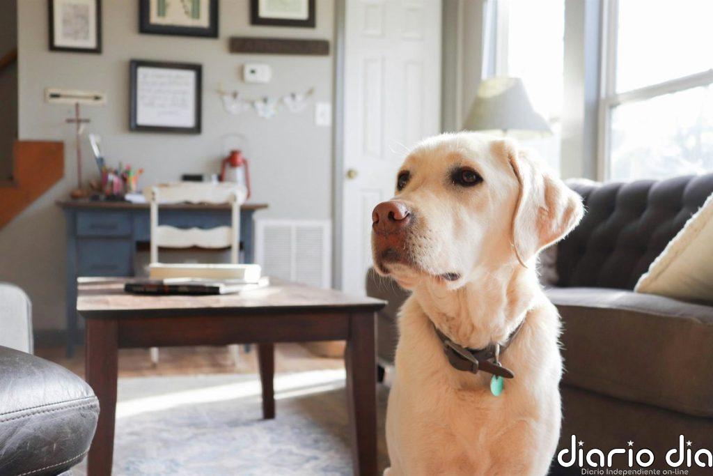 Atentos, dueños de perros: no pintéis las paredes de casa de estos colores