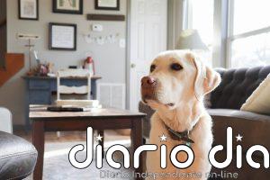 Atentos, dueños de perros: no pintéis las paredes de casa de estos colores