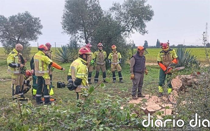 Bomberos de la provincia de Sevilla se forman en la utilización segura de motosierras en rescates y corte de árboles